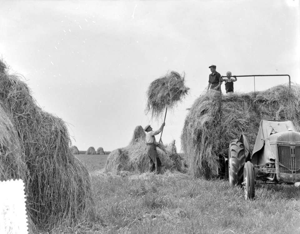Hooien, Bestanddeelnr 907-2058
