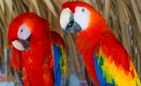 Parrot tropical bird ave photo