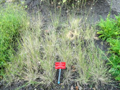 Hordeum secalinum - Botanischer Garten, Frankfurt am Main - DSC03223