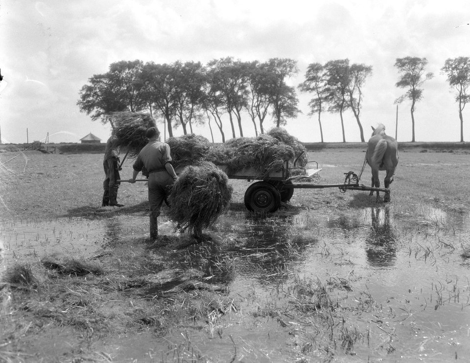 Hooioogst in de natte weiden bij visser Zijnerkerk (Friesland), Bestanddeelnr 906-6414