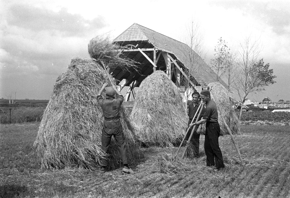 Hooien in de Wieringermeerpolder, Bestanddeelnr 901-8353