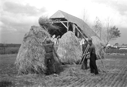 Hooien in de Wieringermeerpolder, Bestanddeelnr 901-8353