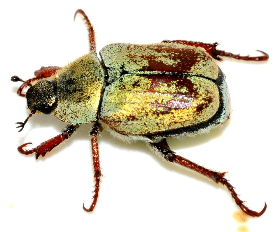 Hoplia-argentea-14-fws