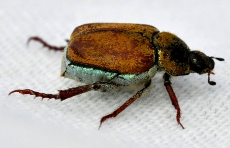 Hoplia-argentea-09-fws