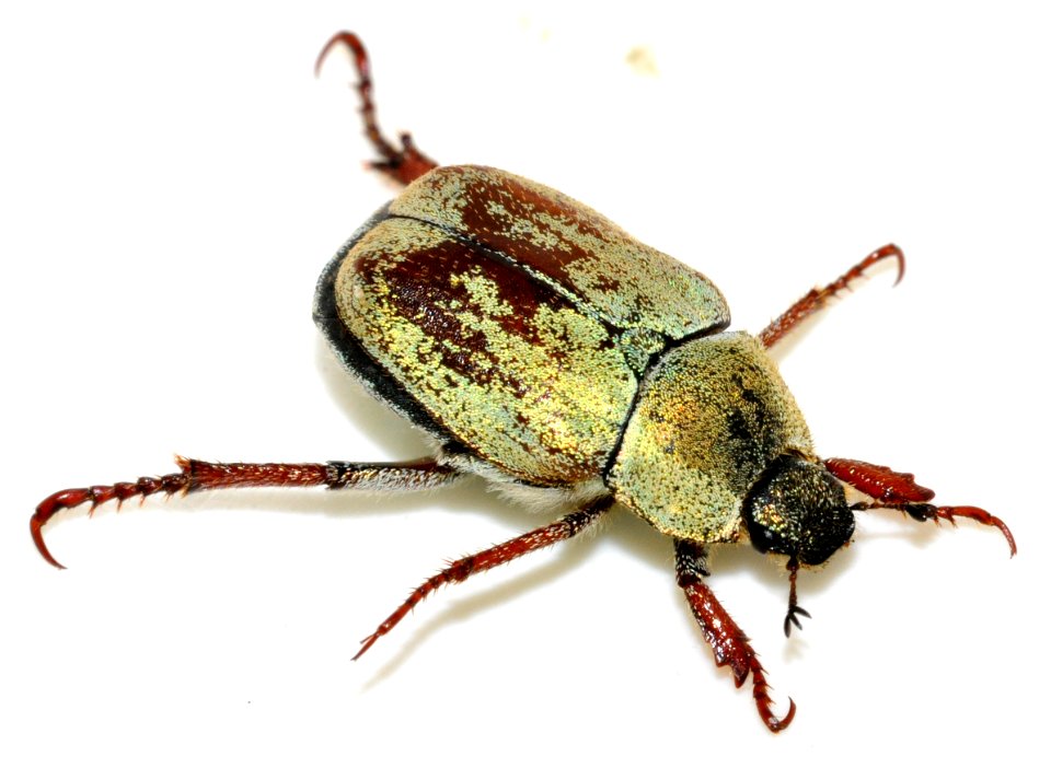 Hoplia-argentea-16-fws