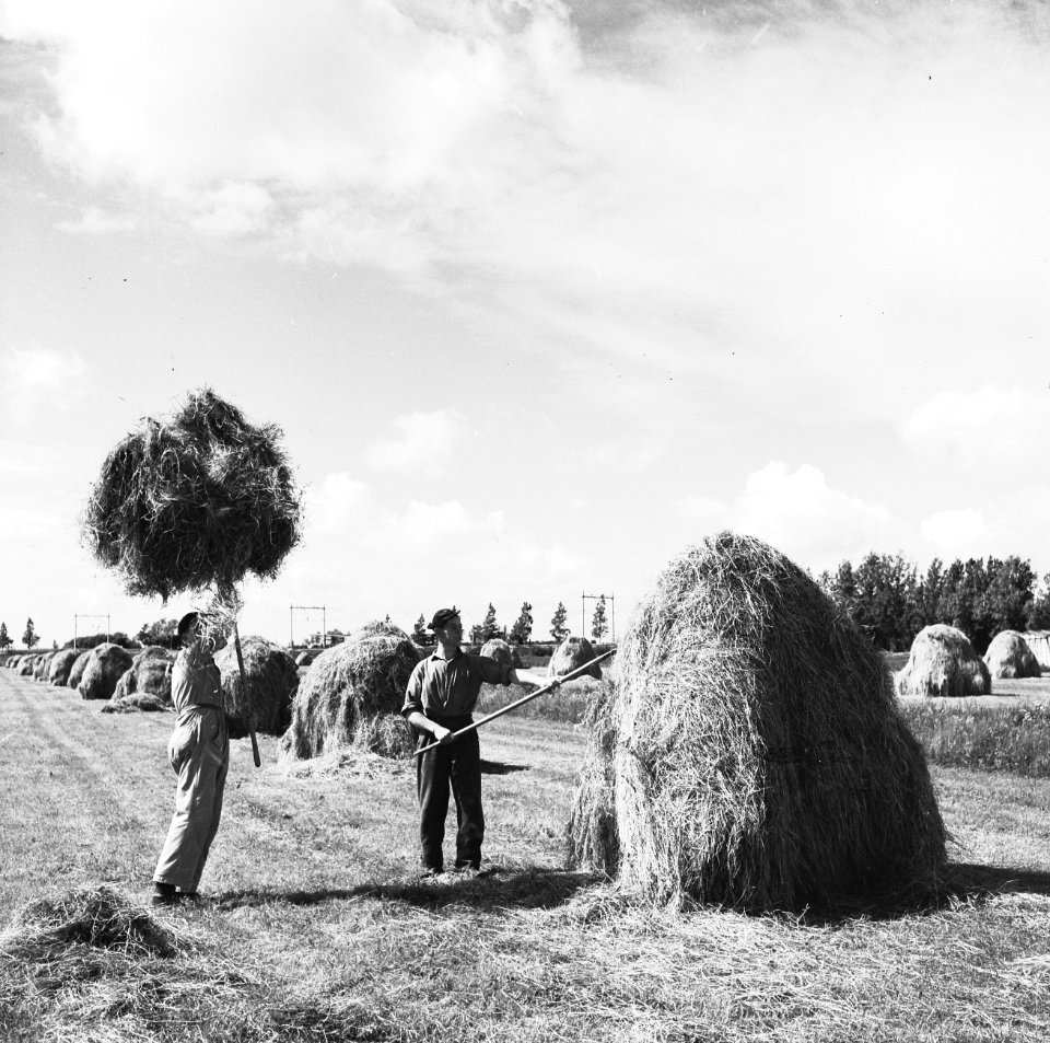 Hooien op het land, Bestanddeelnr 934-7190