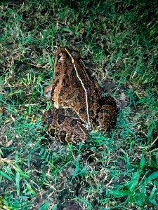 Hoplobatrachus tigerinus - সোনা ব্যাঙ (Indian bullfrog) 2