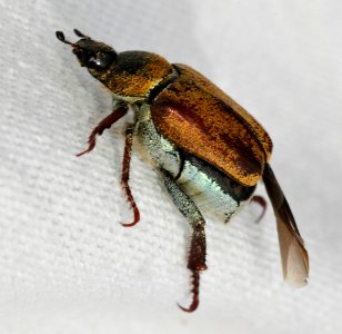 Hoplia-argentea-08-fws