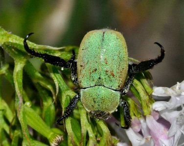 Hoplia-argentea-06-fws