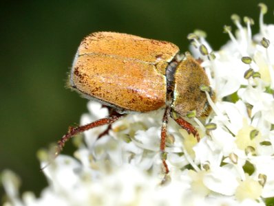 Hoplia-argentea-03-fws