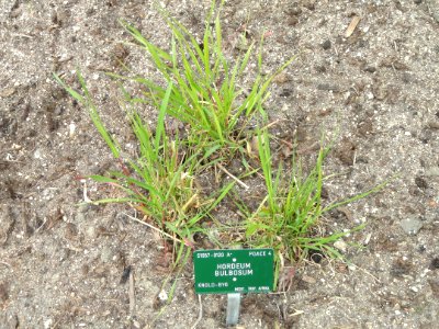 Hordeum bulbosum - Copenhagen Botanical Garden - DSC07680