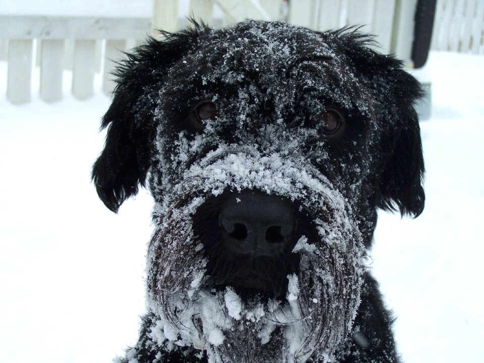 White cold animal