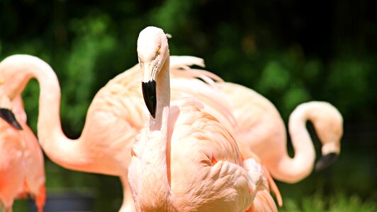 Water bird animals nature photo