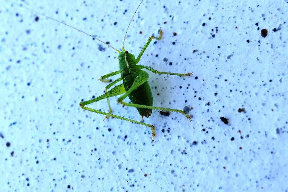 Green close up viridissima photo