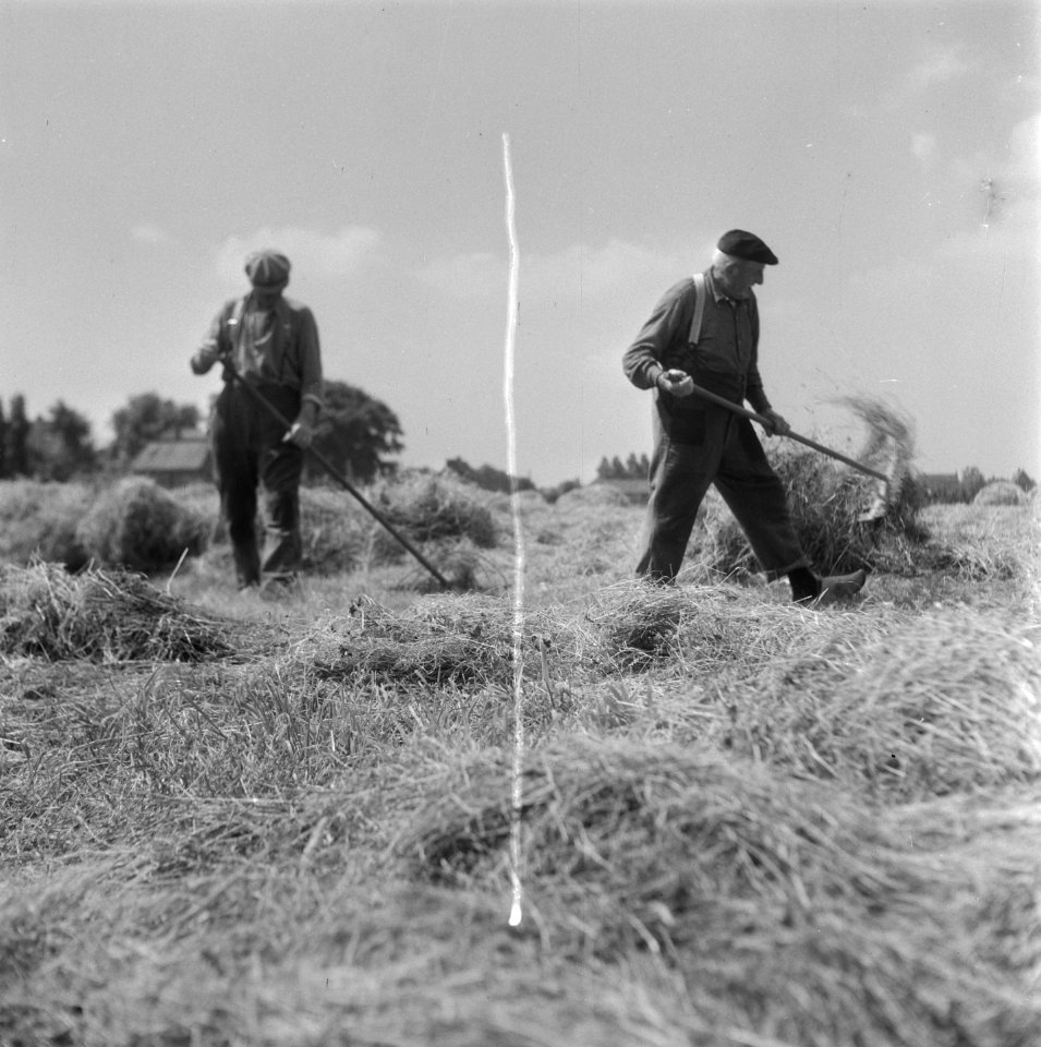 Hooitijd. Het keren van het gras, Bestanddeelnr 902-2218