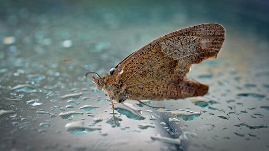 Rain insect nature