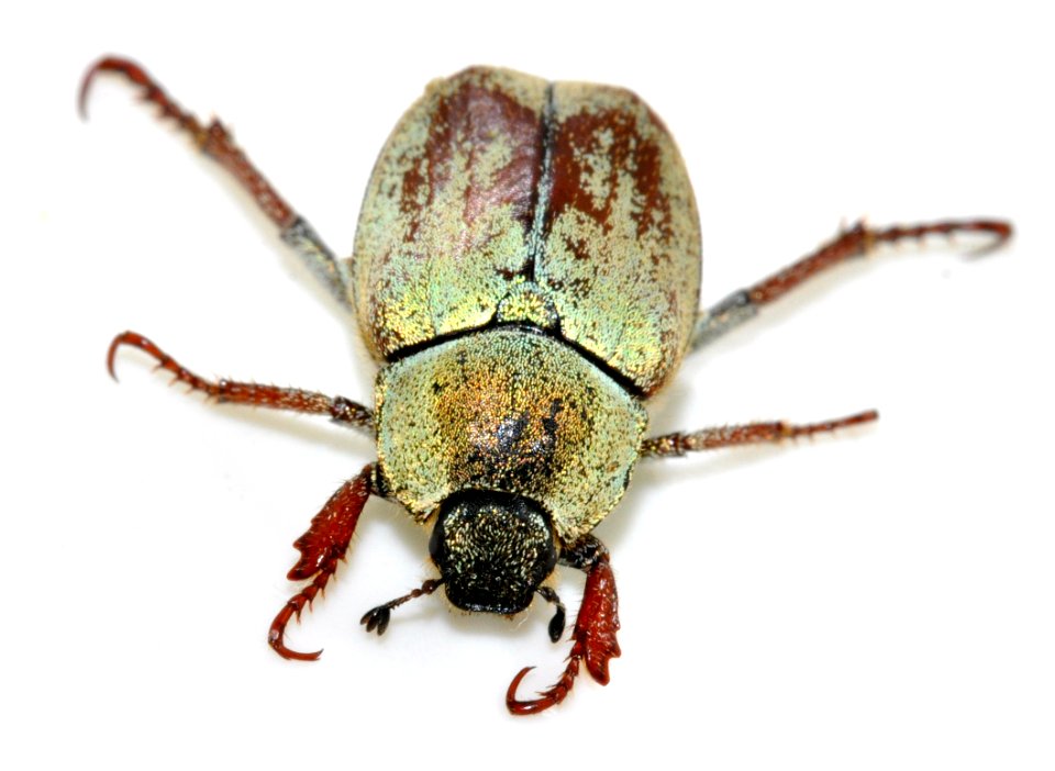 Hoplia-argentea-18-fws