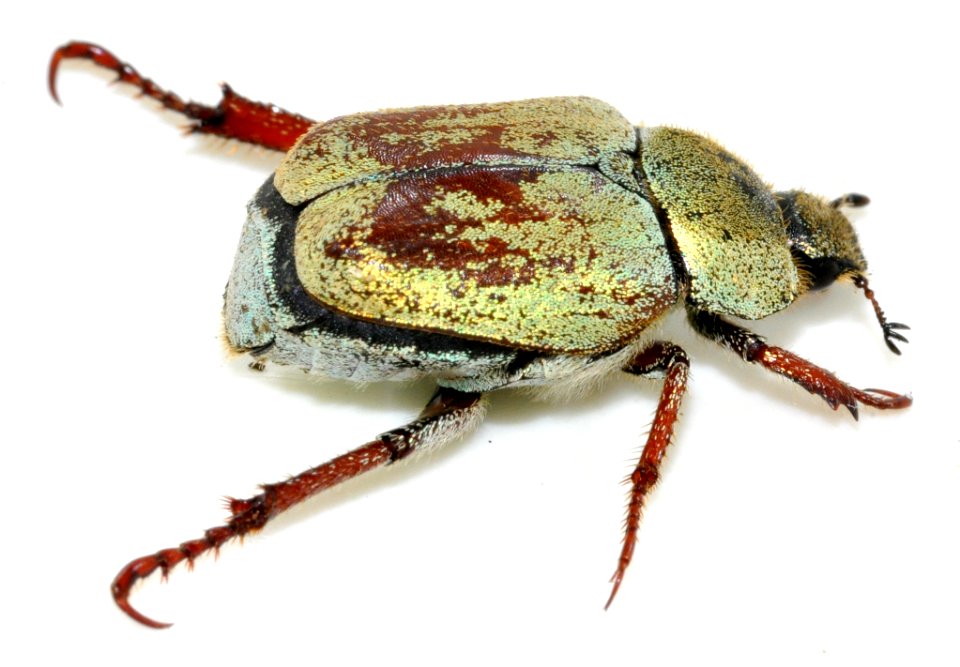 Hoplia-argentea-19-fws