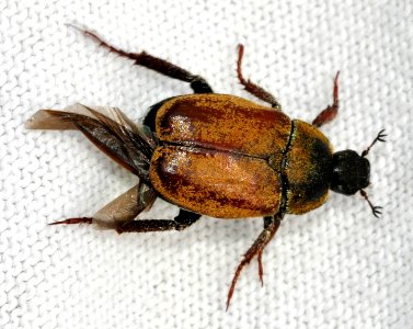 Hoplia-argentea-07-fws