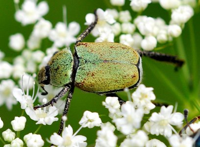 Hoplia-argentea-02-fws