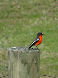 Bird wildlife color