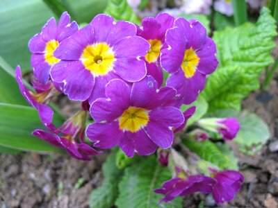Purple spring floral photo
