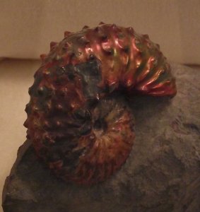 Hoploscaphites nicoletti