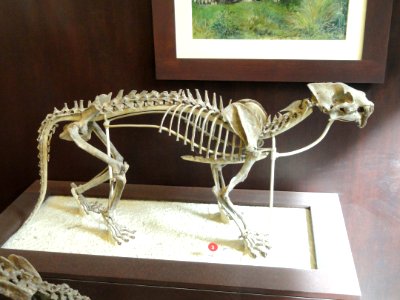 Hoplophoneus primaevus - AMNH - DSC06331