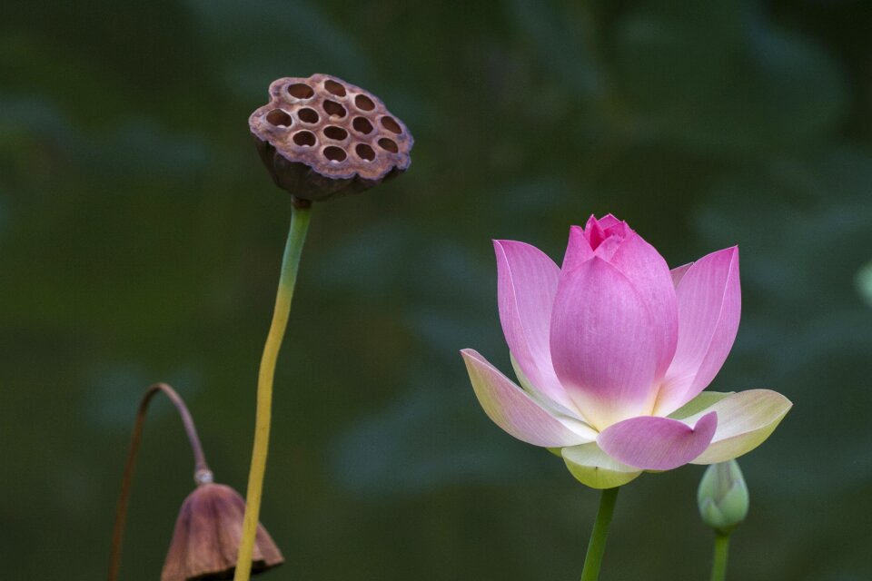 Flower water flower lotus