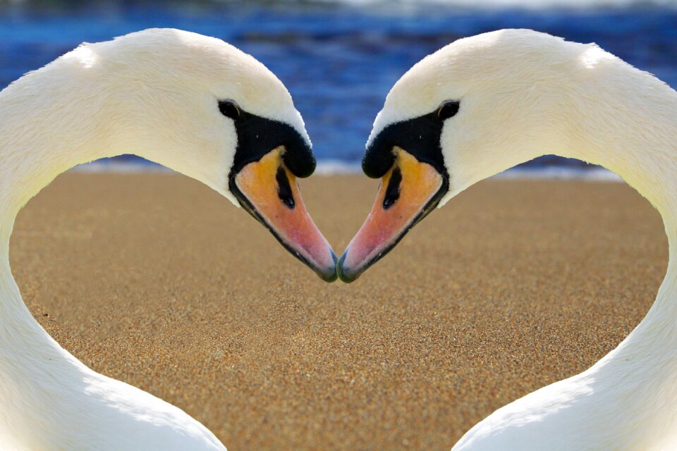 Bill beach romance