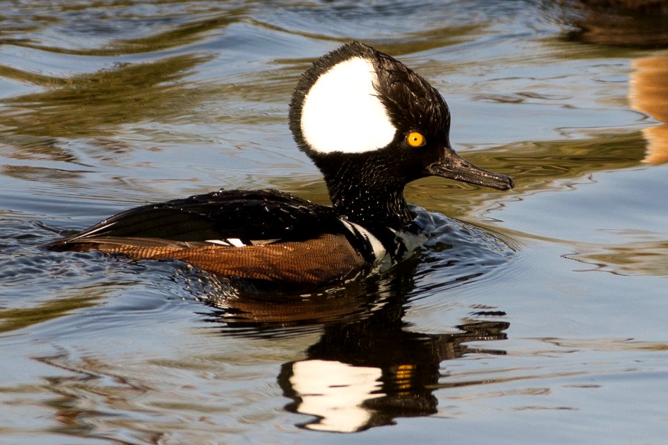 Hooded merganser (Lophodytes cucullatus)
