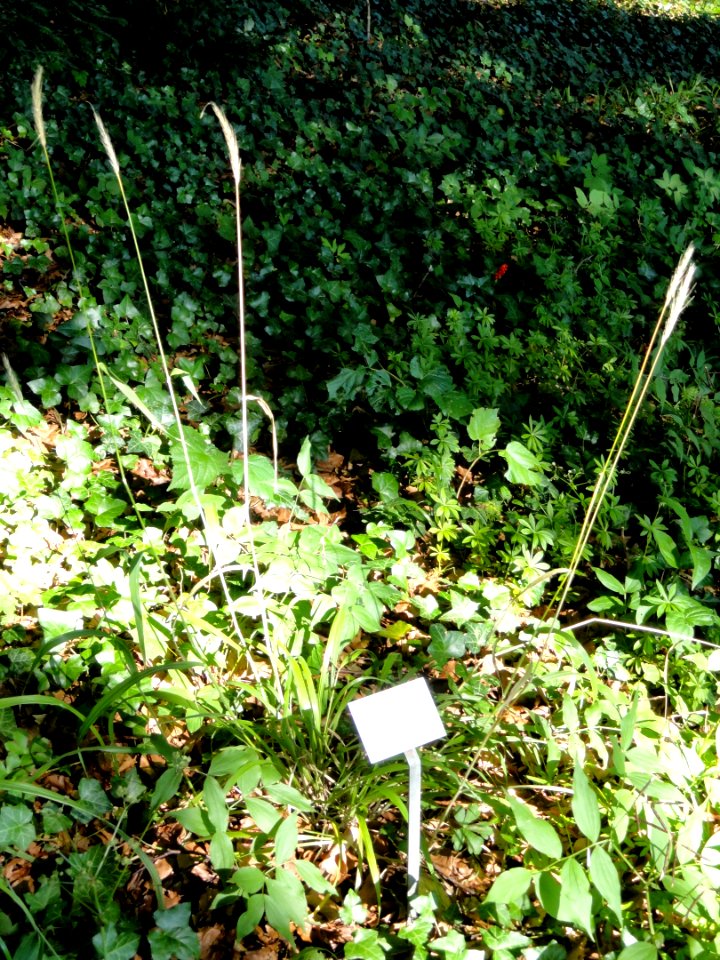 Hordelymus europaeus - Botanical Garden, University of Frankfurt - DSC02424