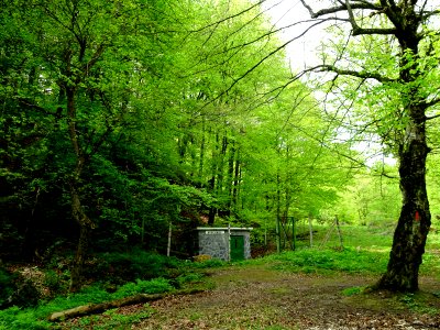 Honterusquelle near Brasov 2
