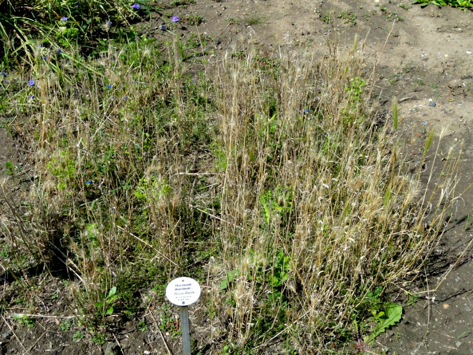 Hordeum murinum - Botanical Garden, University of Frankfurt - DSC02729