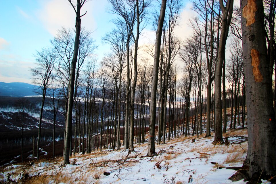 Trees snow nature
