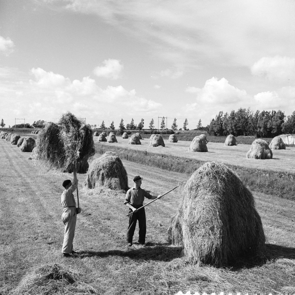 Hooien op het land, Bestanddeelnr 909-6973