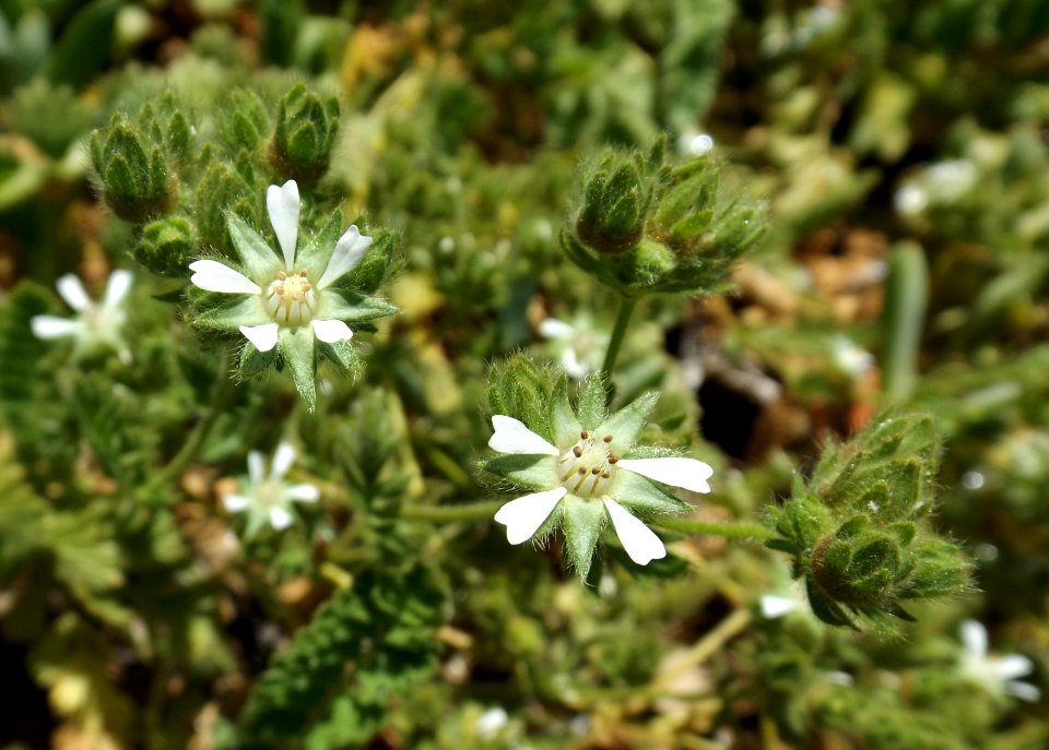 Horkelia marinensis 2