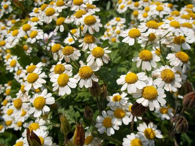 Plant aromatherapy garden