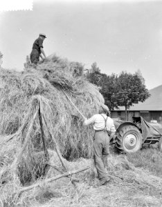 Hooien, Bestanddeelnr 907-2063
