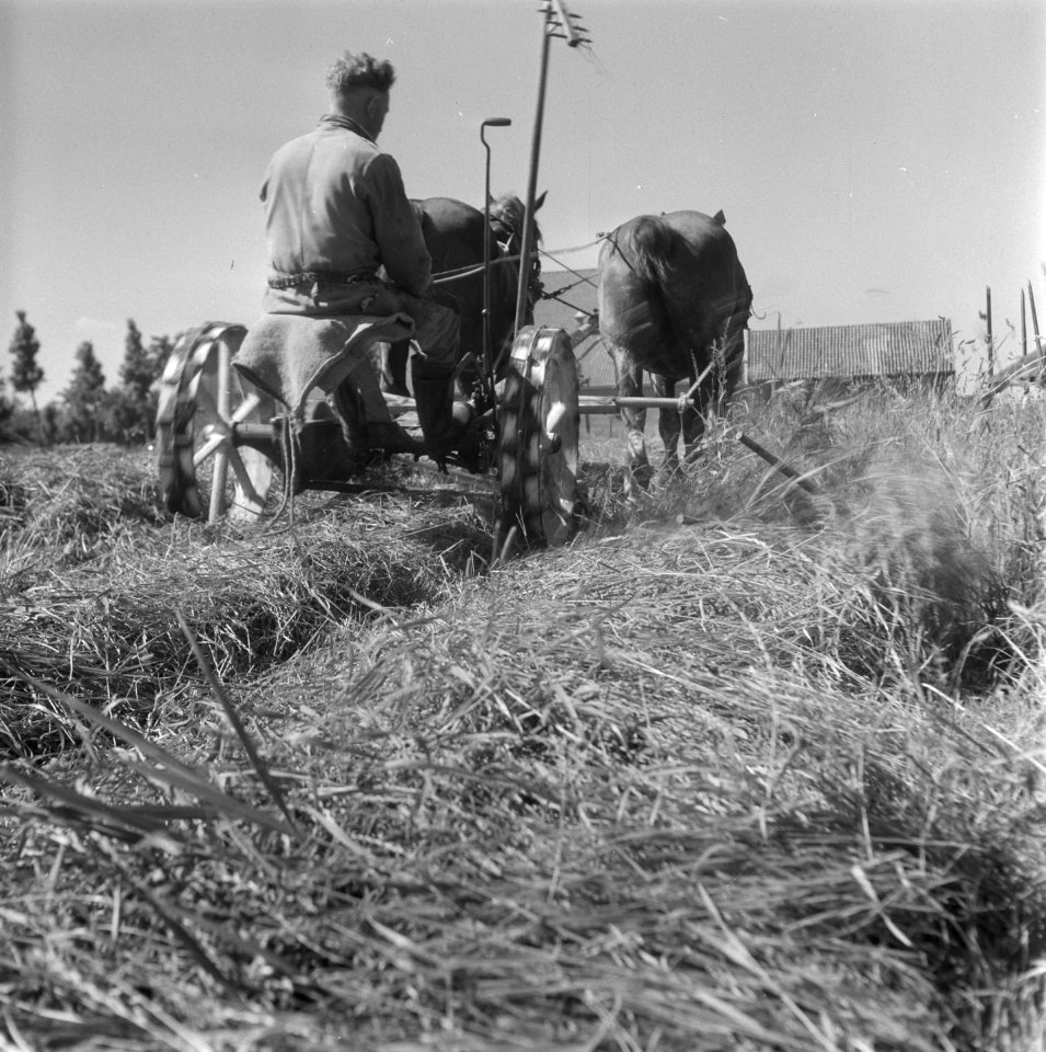 Hooitijd, Bestanddeelnr 902-2225