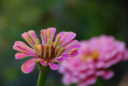 Plant close up blossom
