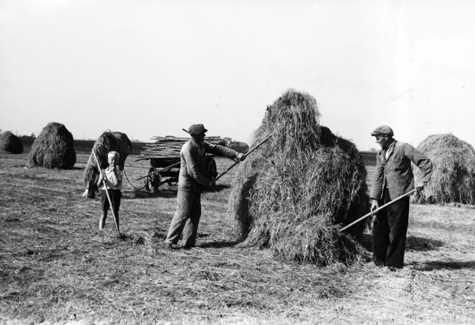 Hooi-oogst in Friesland, Bestanddeelnr 902-7591