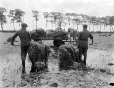 Hooioogst in de natte weiden bij visser Zijnerkerk (Friesland), Bestanddeelnr 906-6411