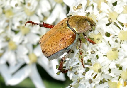 Hoplia-argentea-05-fws
