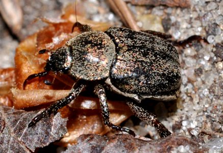 Hoplia-graminicola-01-fws