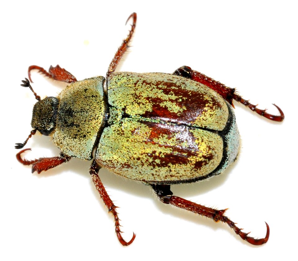 Hoplia-argentea-13-fws