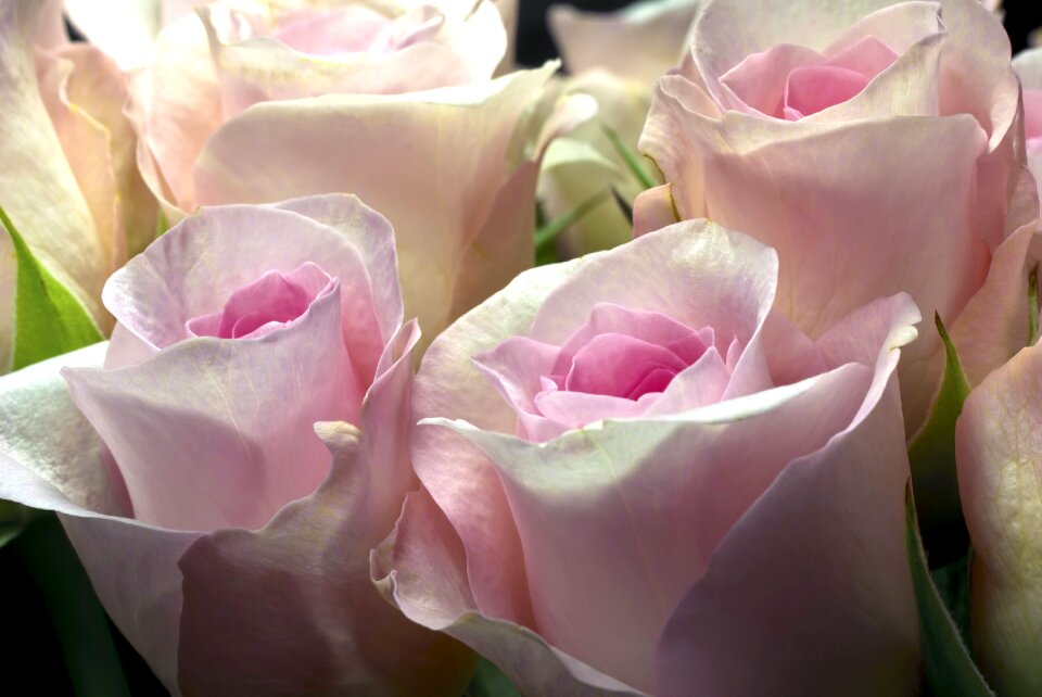 Bloom pink flower garden plant