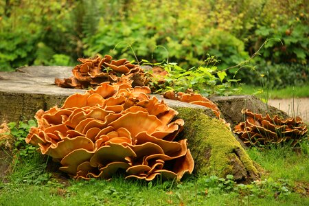 Tree fungus mushrooms on tree log