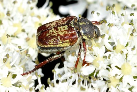 Hoplia-argentea-04-fws
