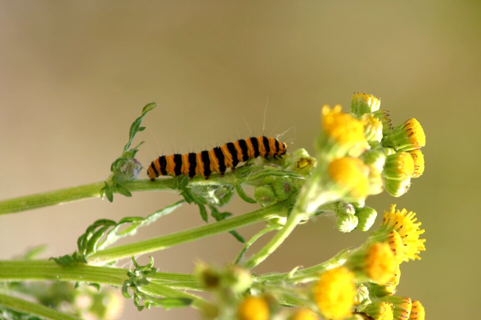 Caterpillar jo boonstra groningen
